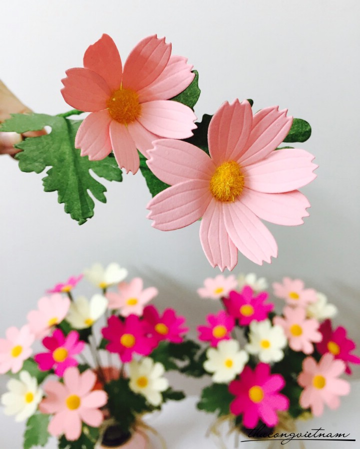 Cây hoa sao nhái hồng